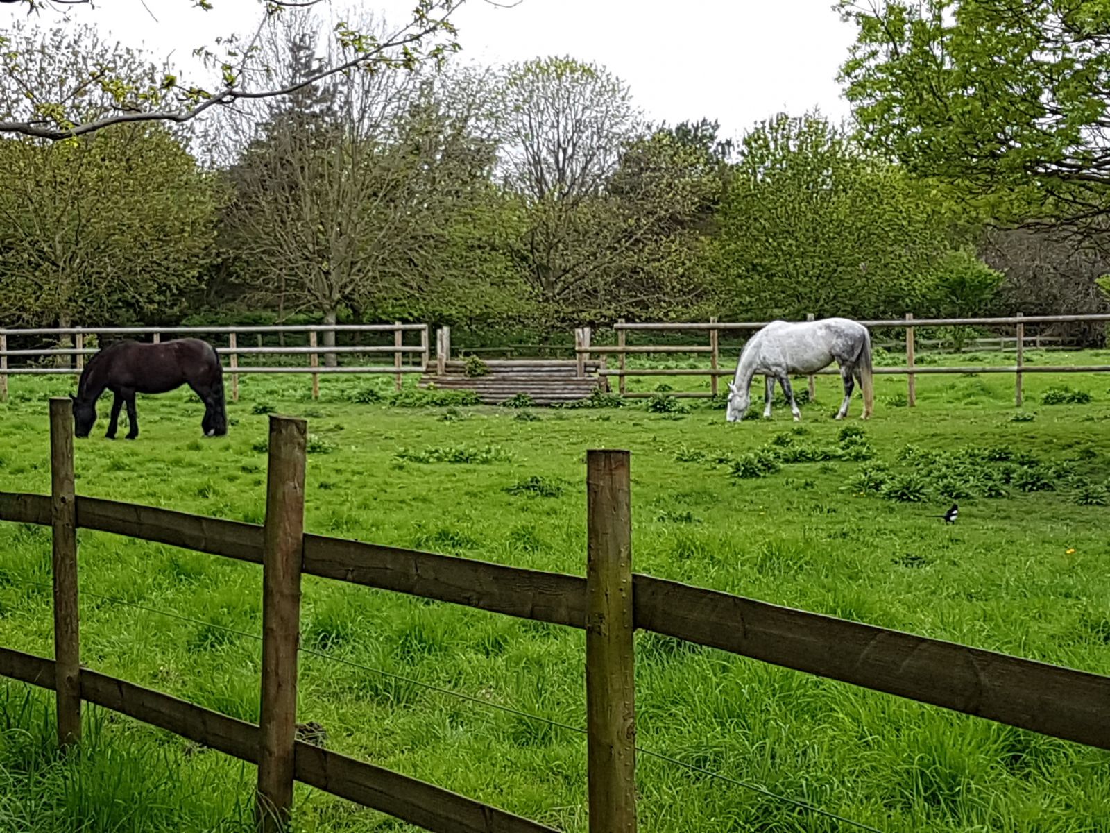 Mudchute Farm