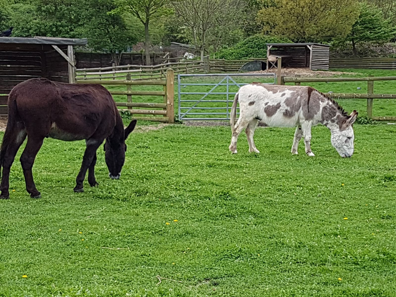 Mudchute Farm