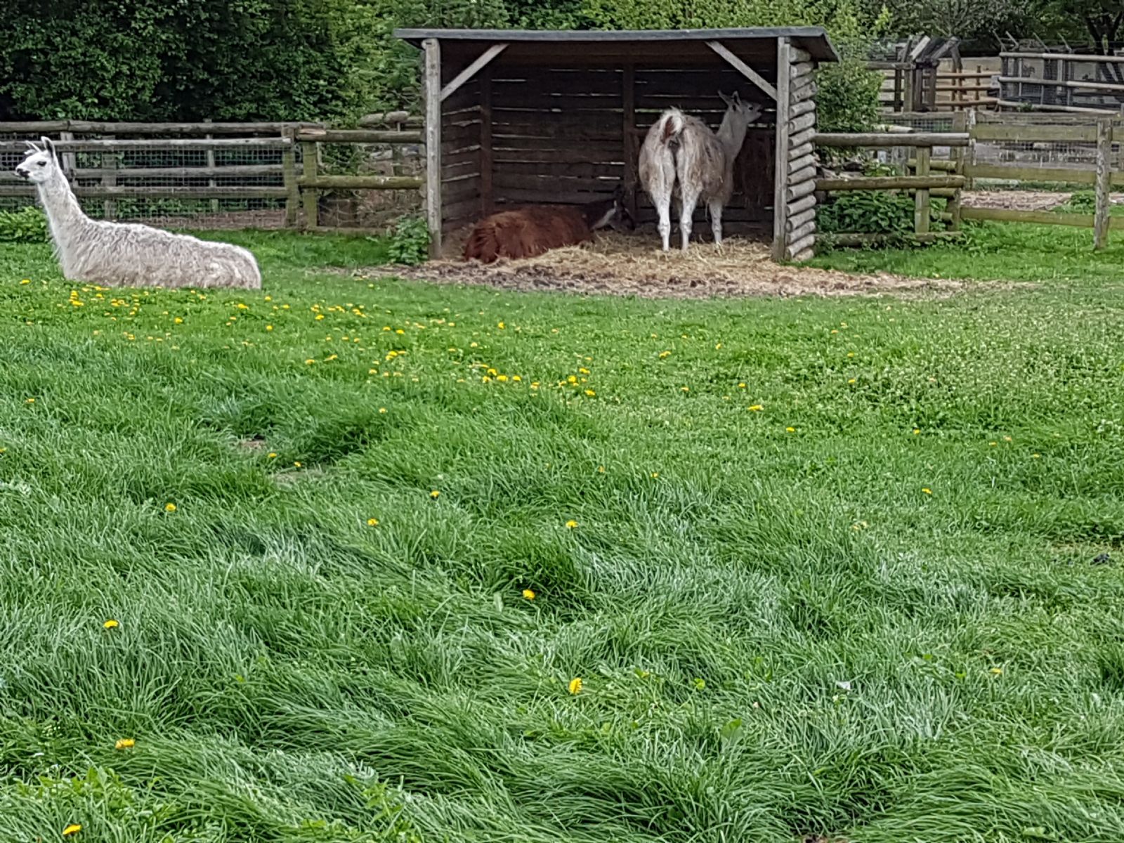 Mudchute Farm