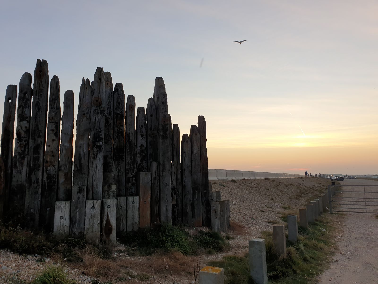 Dungeness