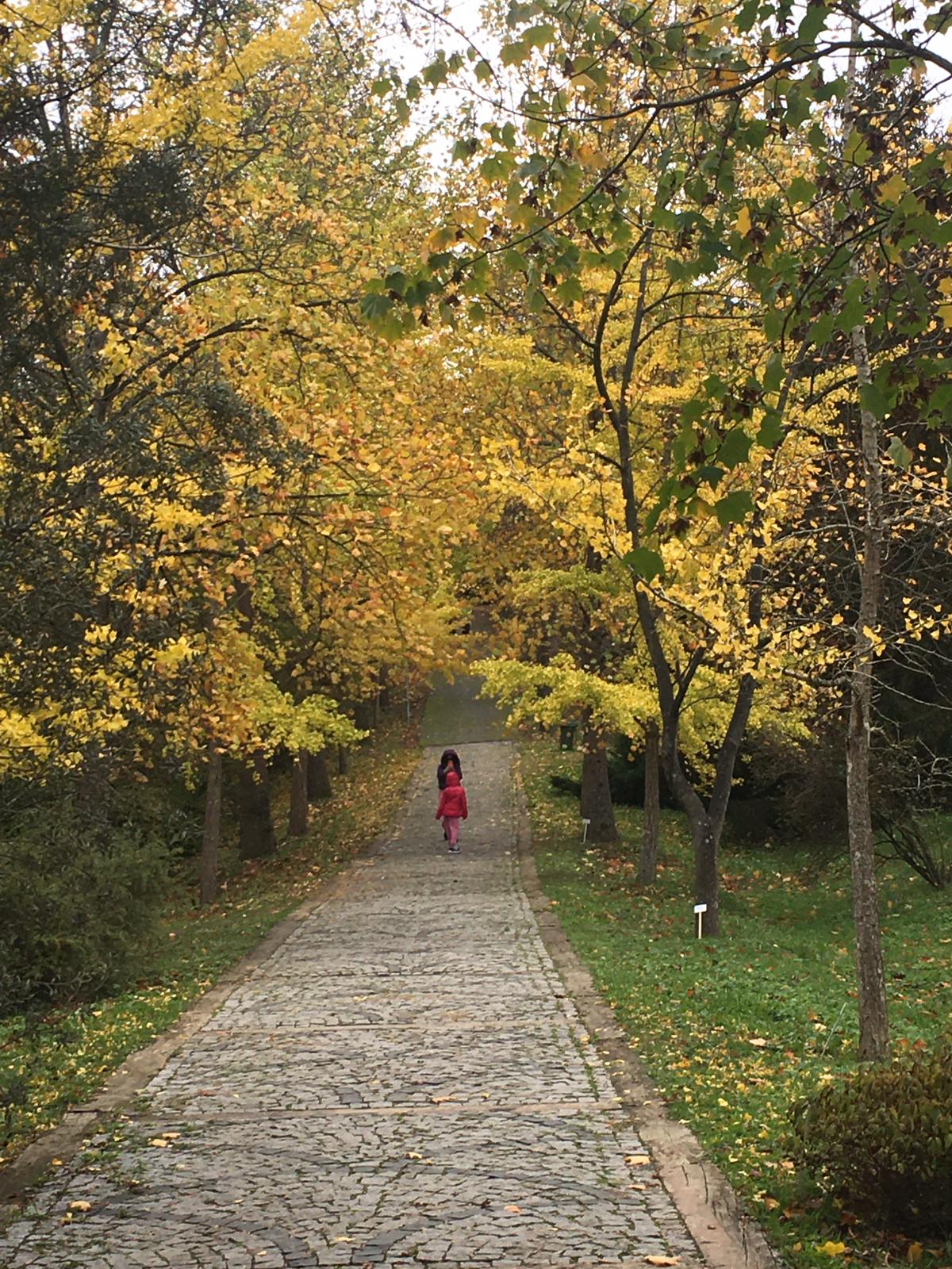 Atatrk Arboretum 2020