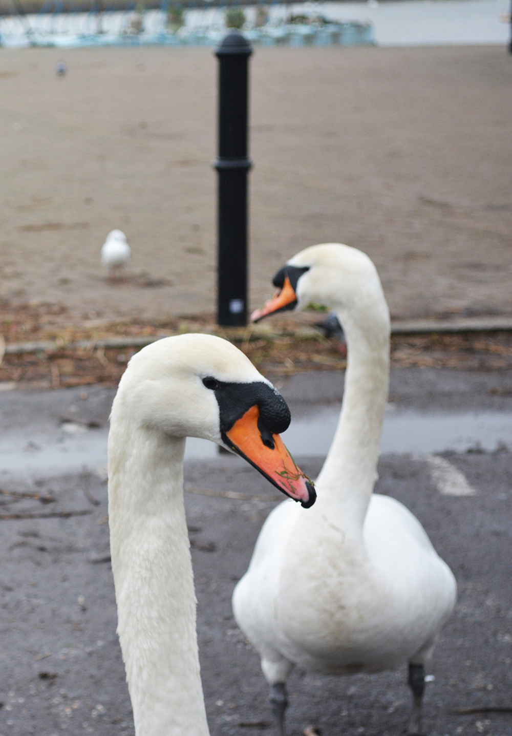 Christchurch, Dover  by Ozge Kabadayi